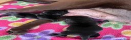Labrador Retriever dogs for sale: KC registered black Labrador puppies  in Mansfield - Advert 13