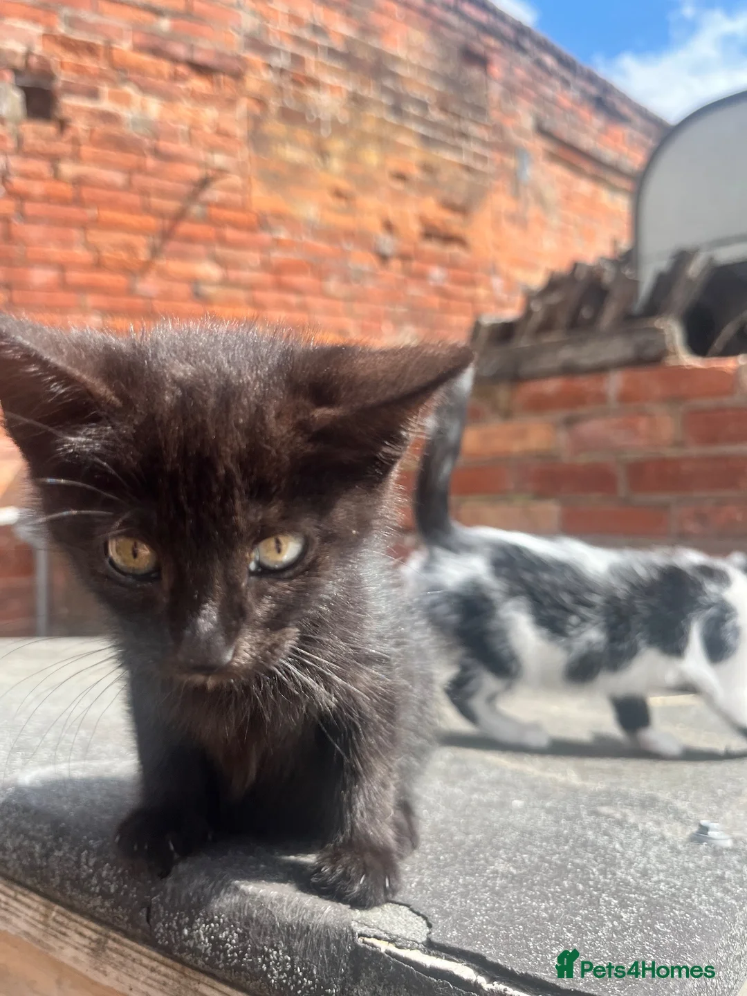 Mixed Breed cats for sale: 4 Beautiful Female Kittens (10 Weeks Old) - Advert 14