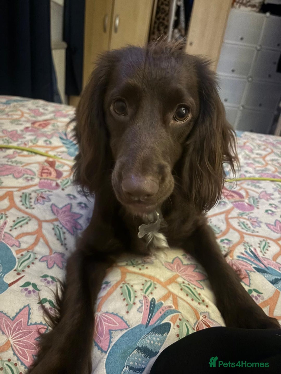 Mixed Breed dogs for sale: Family dog for rehoming  - Advert 4