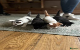 Mixed Breed cats for sale: Kittens for sale Carlisle  - Image 1