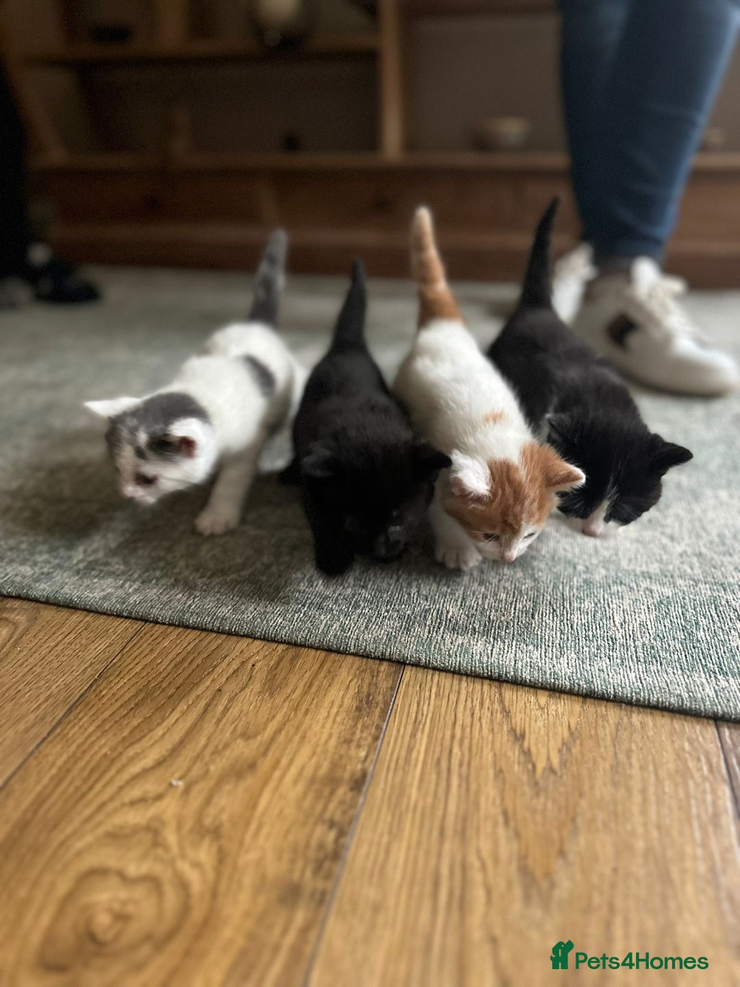 Mixed Breed cats for sale: Kittens for sale Carlisle  - Image 1