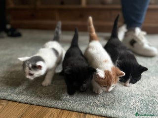 Mixed Breed cats - Advert 1