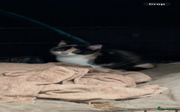 British Shorthair cats for sale: Gorgeous female kittens ready now - Image 2