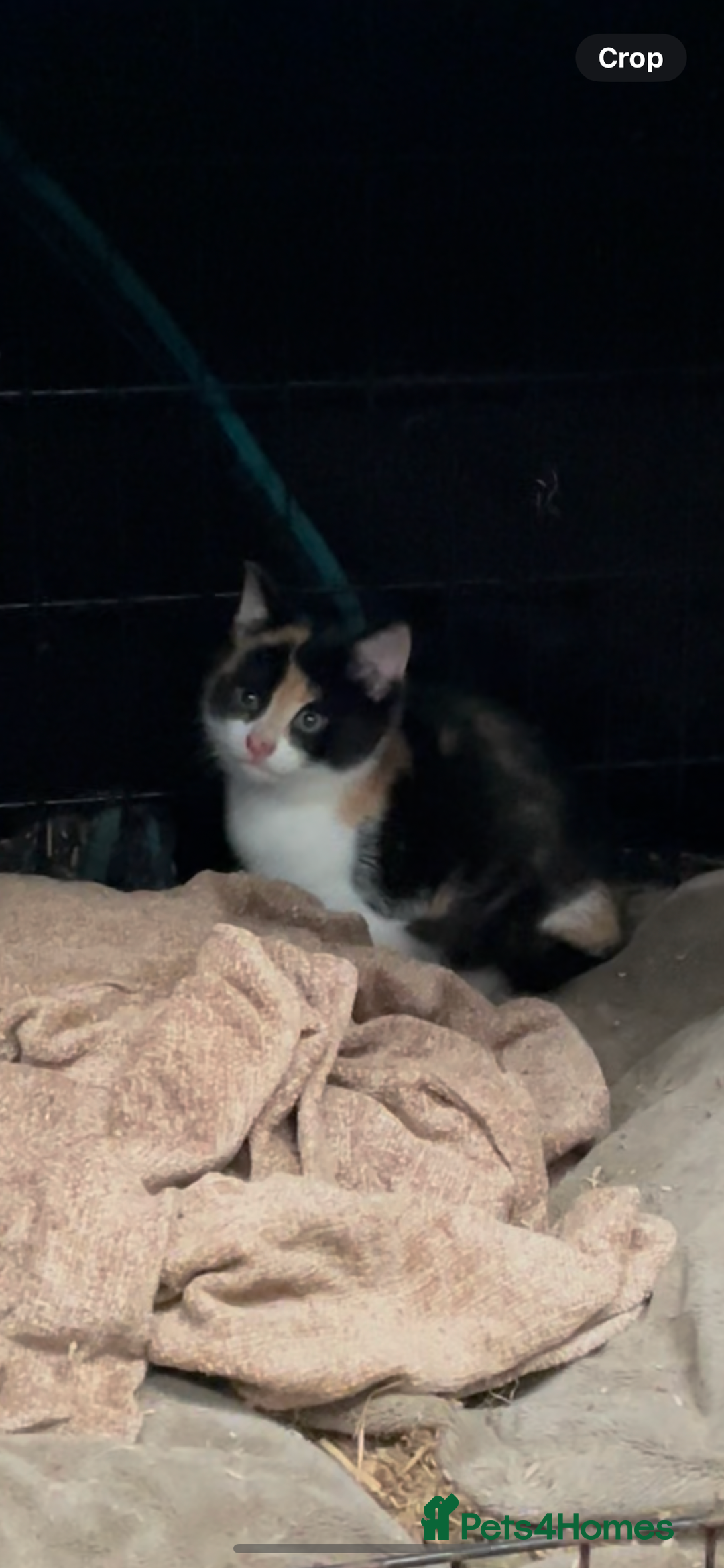 British Shorthair cats for sale: Gorgeous female kittens ready now - Image 2