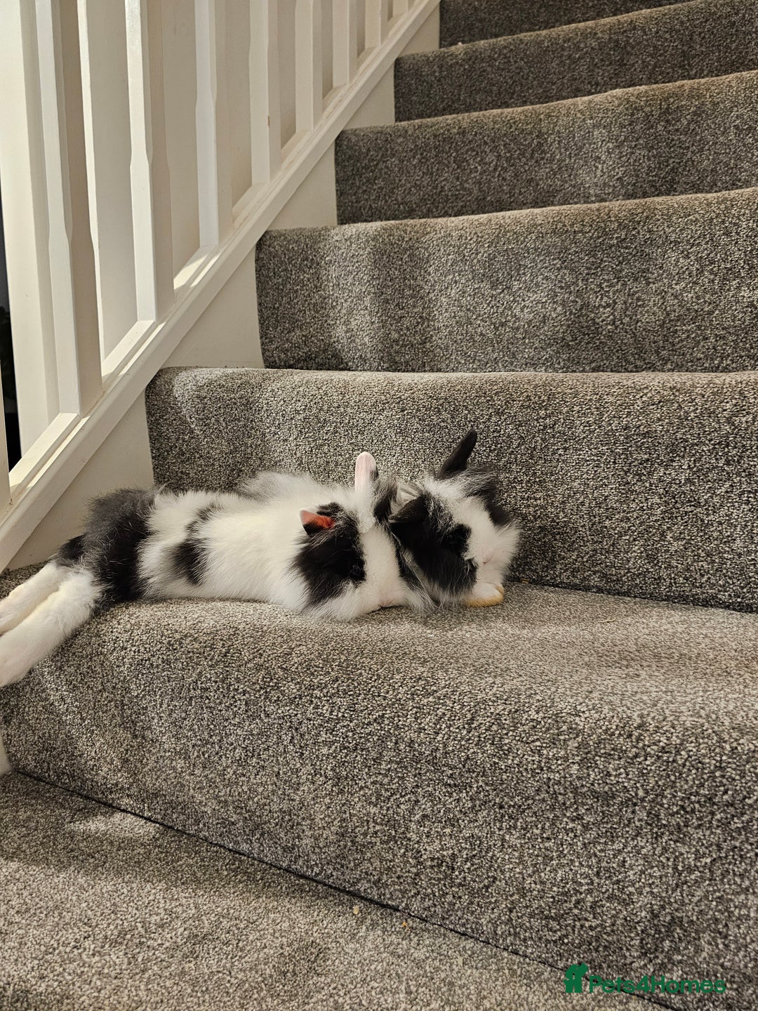 Lionhead rabbits for sale: Mini Lionhead rabbits for sale (male and female) - Image 4