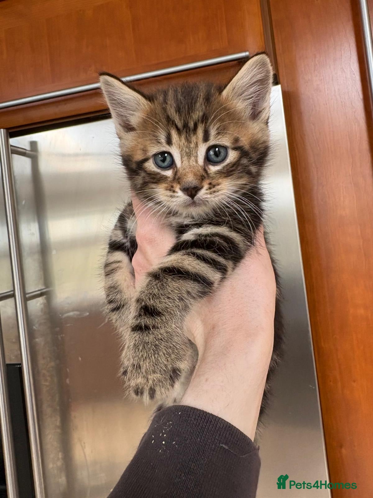 Mixed Breed cats 6 mixed kittens for sale, mum main coone/siberian - Advert 4