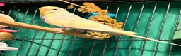 Budgerigars birds for sale: young  budgies available  Wa7  area   - Advert 10