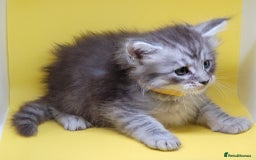 Maine Coon cats for sale: Ready Now Maine Coon kittens - Image 14