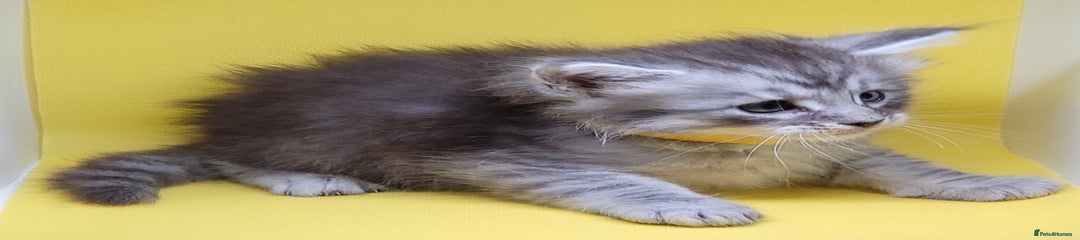 Maine Coon Kitten 2