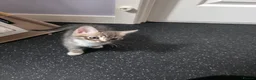 Mixed Breed cats for sale: Kittens  - Advert 4