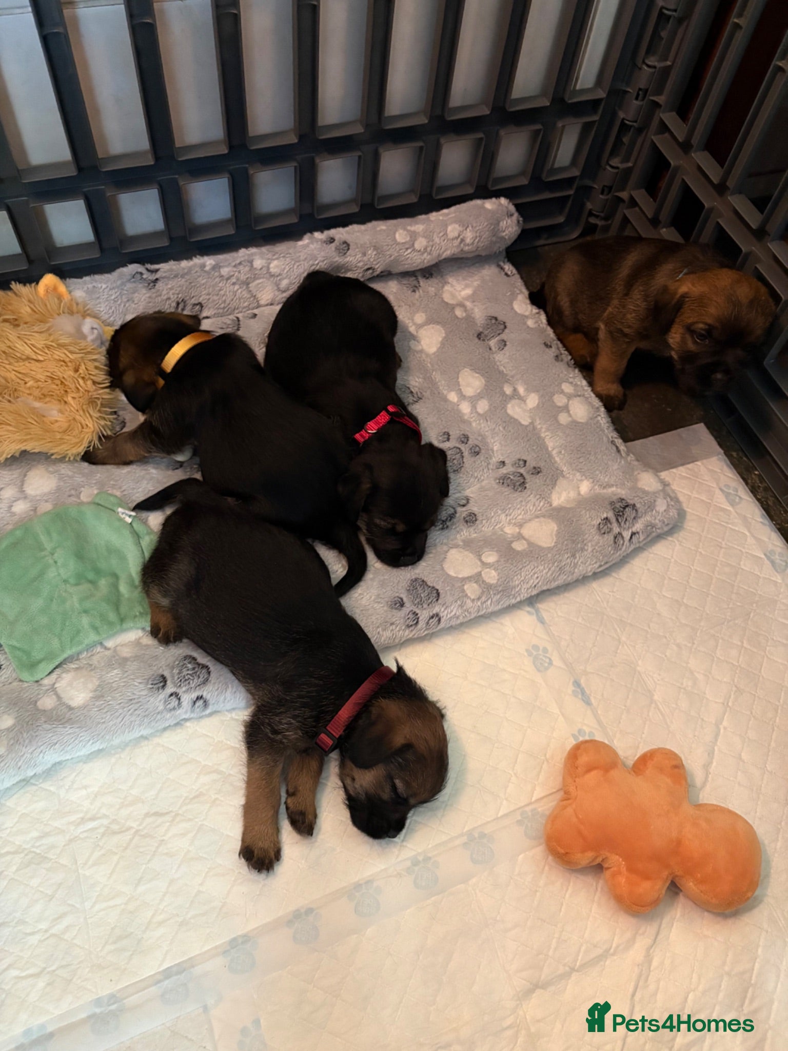 Border Terrier dogs KC Reg Border Terrier Puppies . - Advert 2