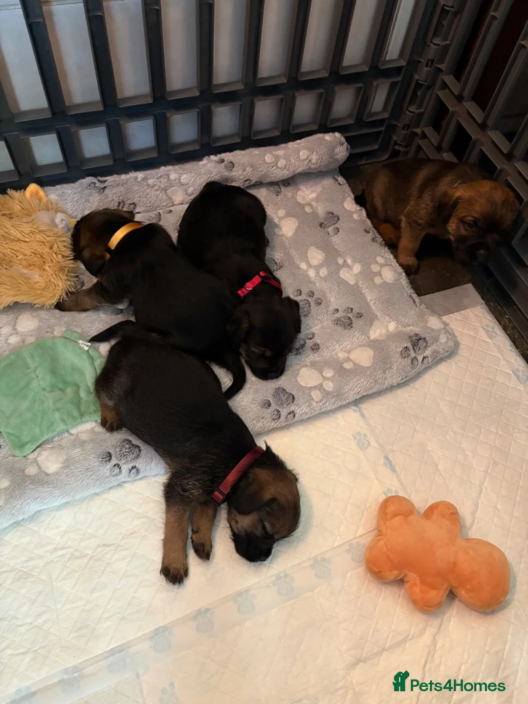 Border Terrier dogs for sale: KC Reg Border Terrier Puppies . - Advert 2