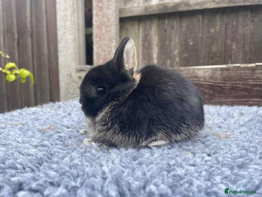 Netherland Dwarf rabbits for sale: Netherland Dwarf Babies & Adults available in Stoke-on-Trent - Image 11