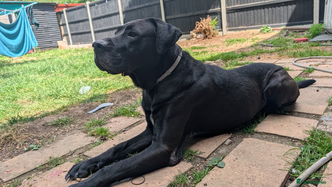 Mixed Breed dogs for sale: Loki for rehoming  - Advert 5