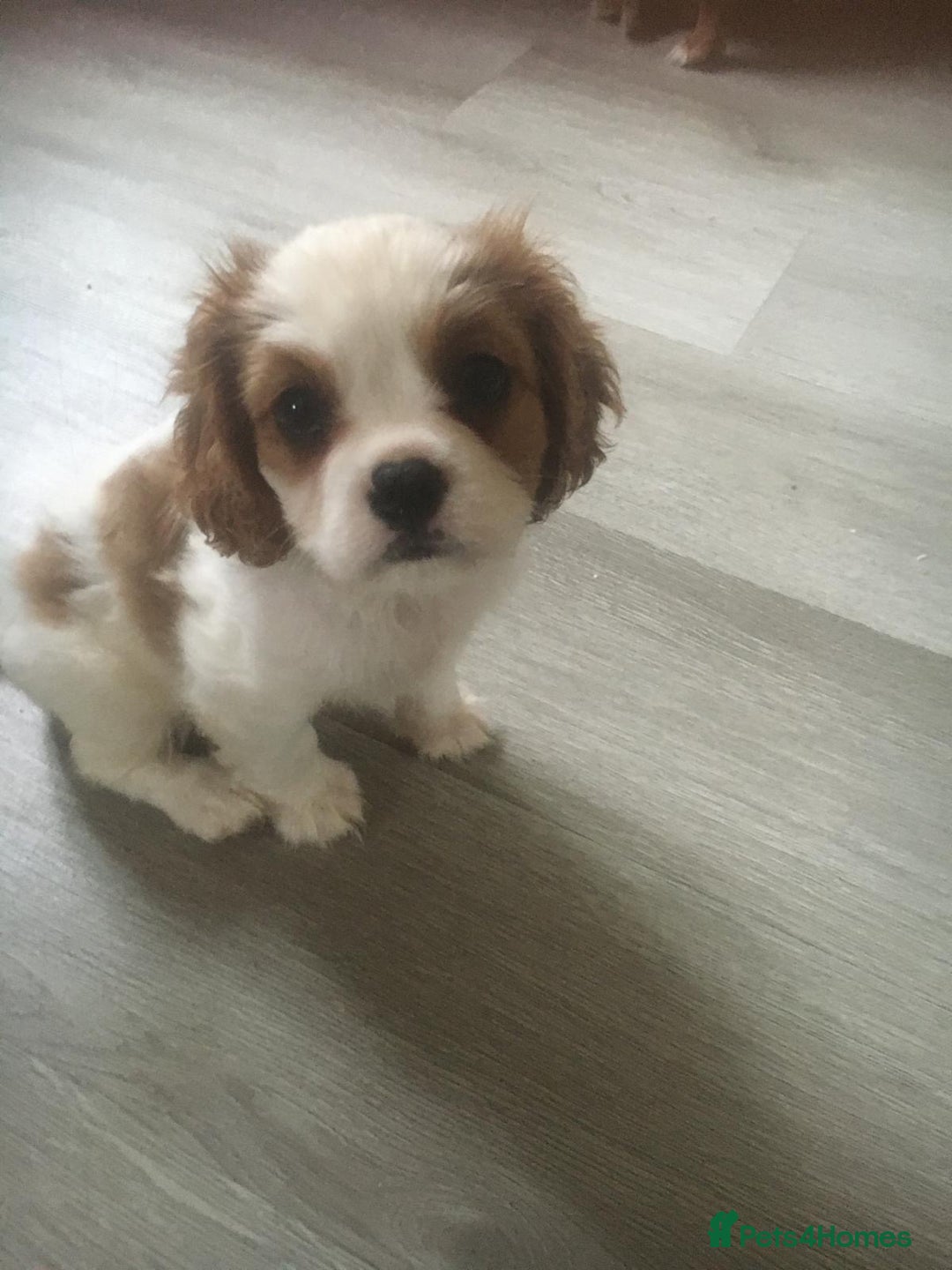 Cavalier King Charles Spaniel dogs for sale: Puppies for sale  - Image 2