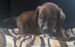 Mixed Breed dogs for sale: Patterdale X cocker spaniel  - Image 5