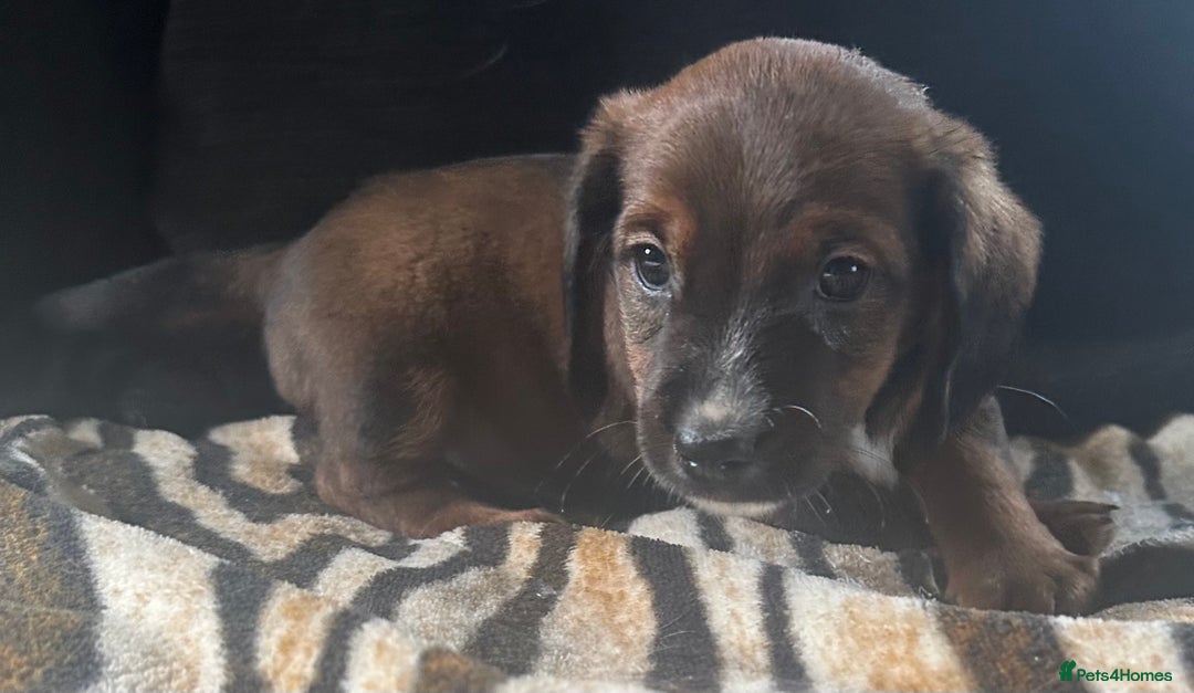 Mixed Breed dogs for sale: Patterdale X cocker spaniel  - Image 5
