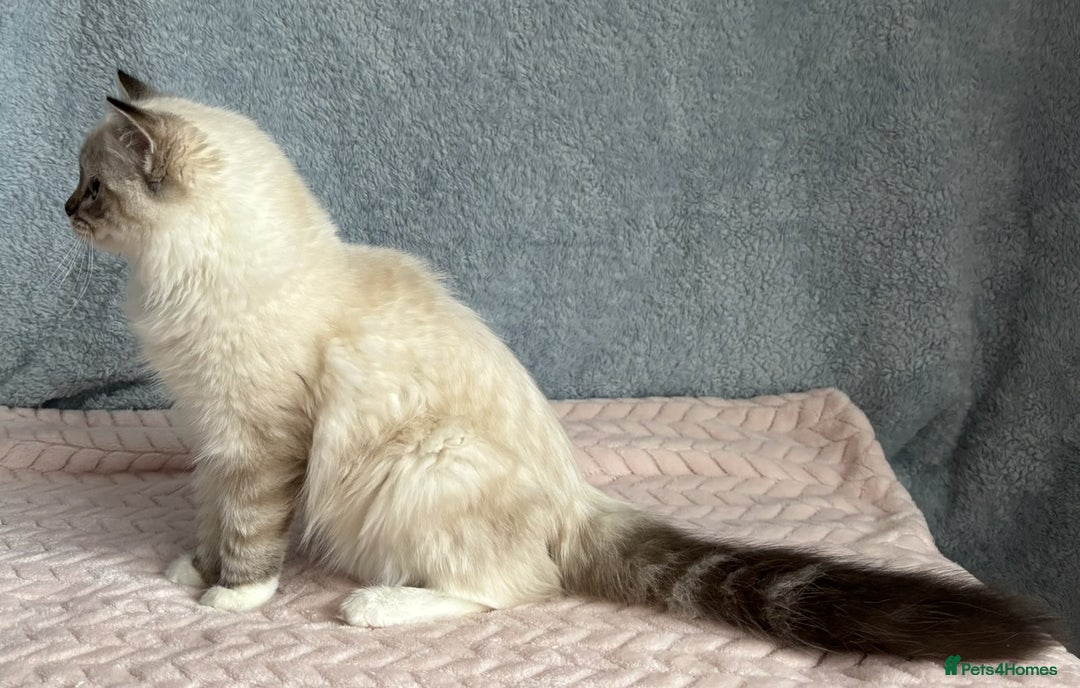 Ragdoll cats for sale: Three beautiful Ragdoll Ready to Leave 20/12/2025  - Advert 10