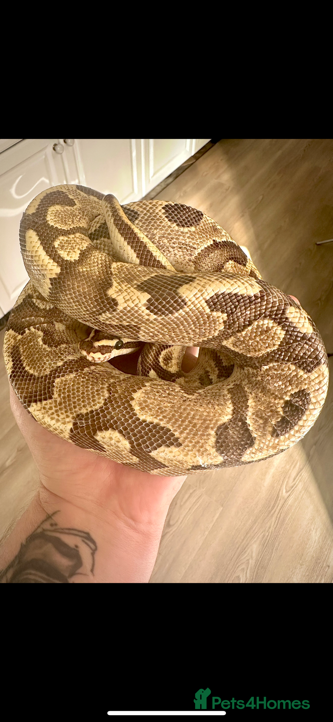 Python Snake reptiles for sale: Ball Python Collection - Advert 5