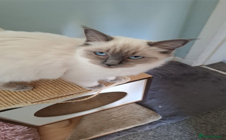 Ragdoll cats - Advert 6