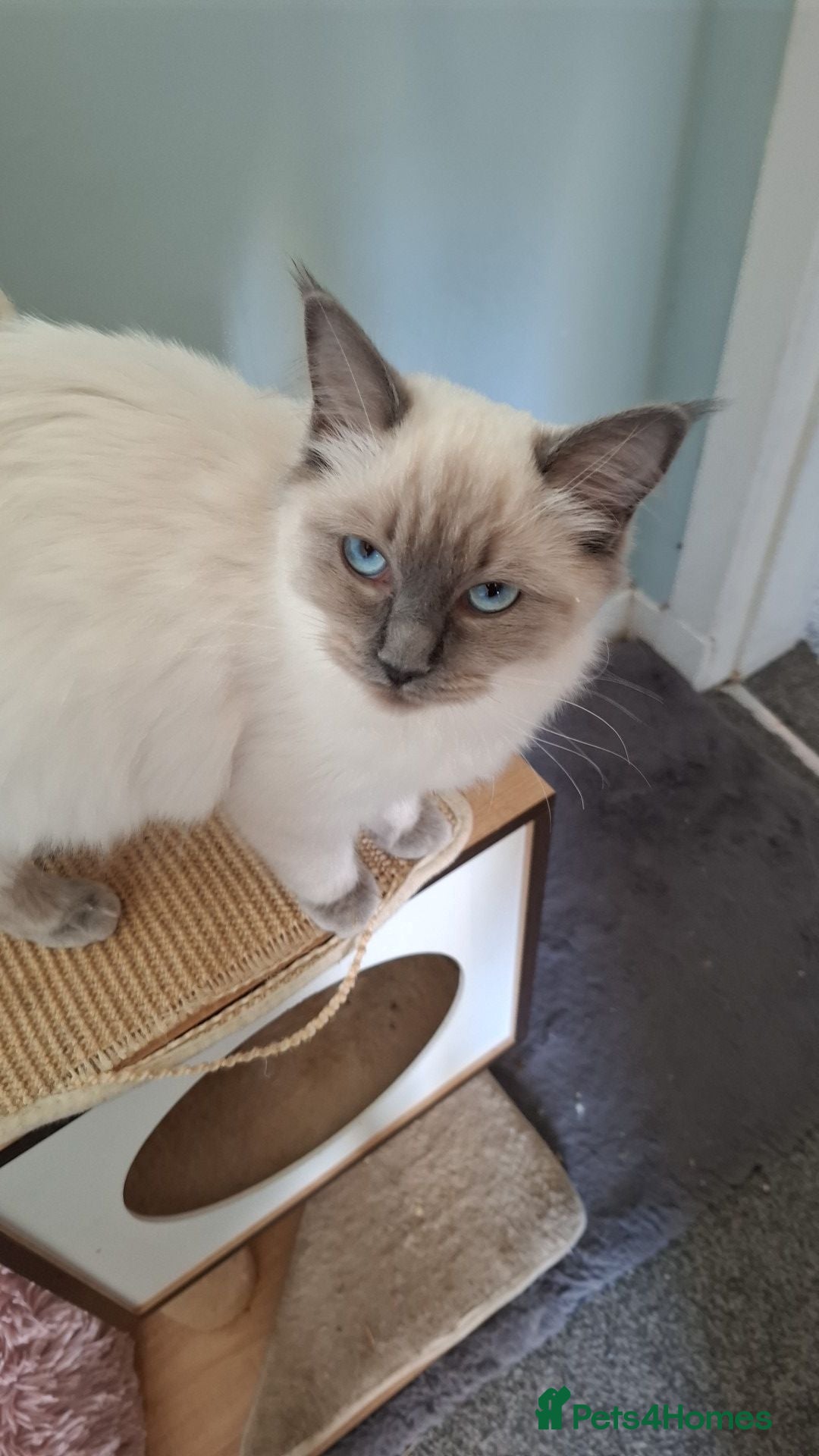 Ragdoll cats for sale: Blue Point Ragdoll - Image 1
