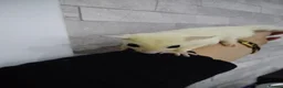 Sugar Glider rodents for sale: Stunning platinum baby boy  - Advert 10