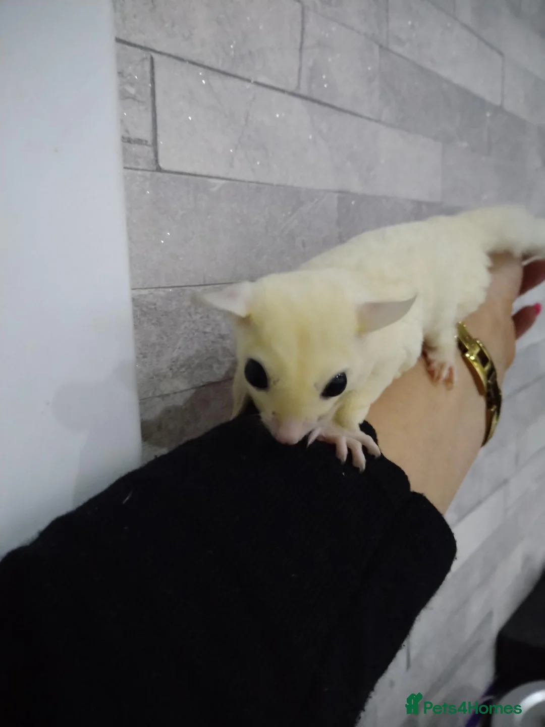 Sugar Glider rodents for sale: Stunning platinum baby boy  - Advert 10