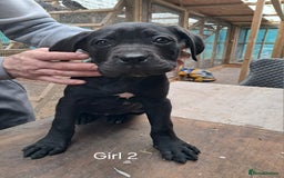 Cane Corso dogs for sale: Cane Corso Puppies - Advert 10