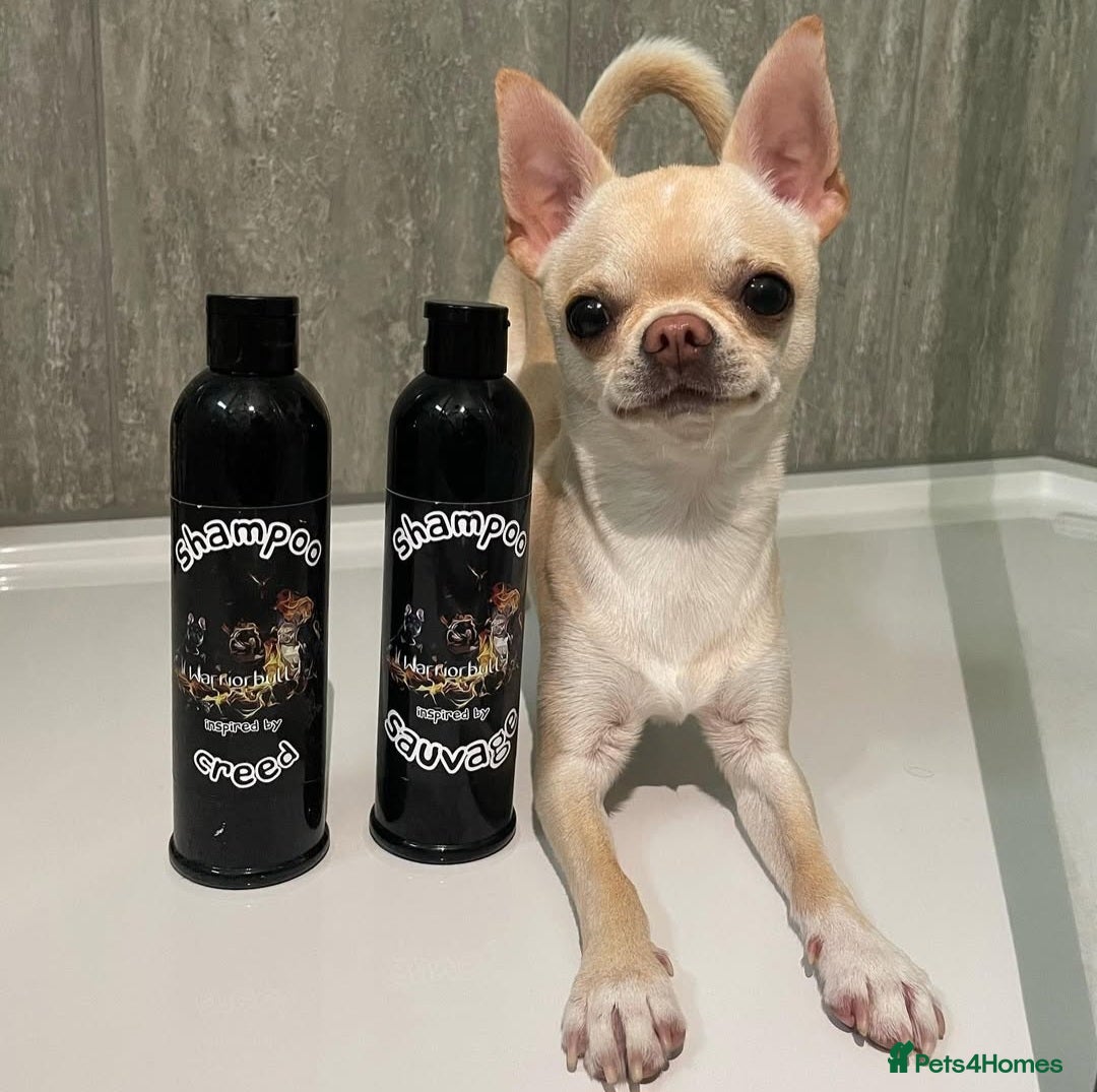 Chihuahua dogs for stud: STUD KC Registered Male Chihahua  - Advert 2