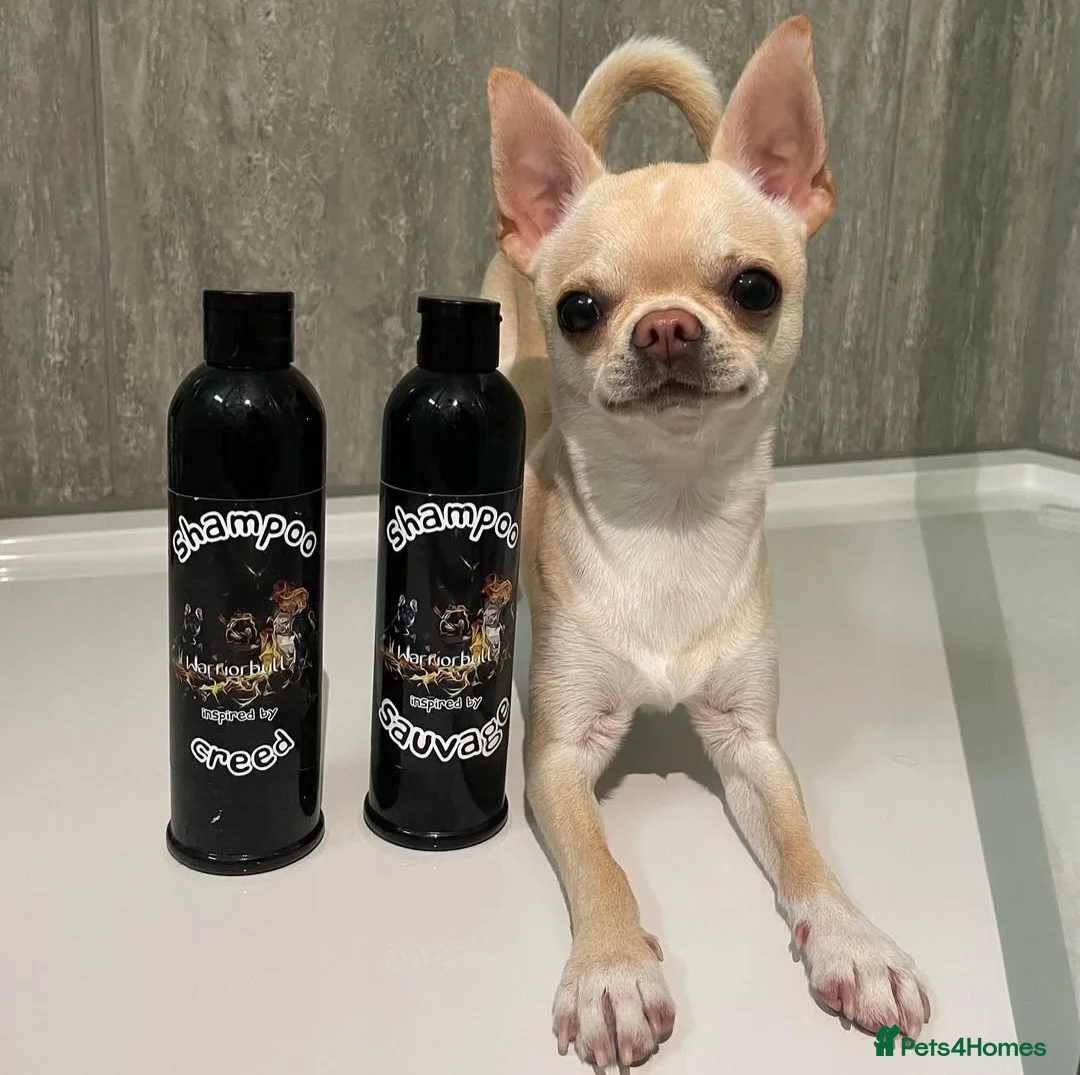 Chihuahua dogs for stud: STUD KC Registered Male Chihahua  - Advert 2