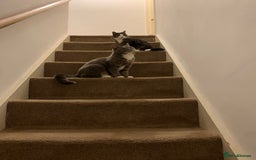 British Shorthair cats for sale: Misty & Bella - Image 3