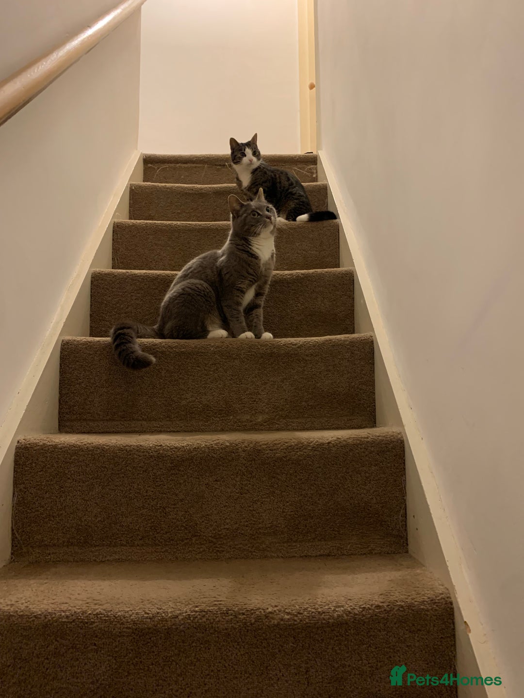 British Shorthair cats for sale: Misty & Bella - Image 3