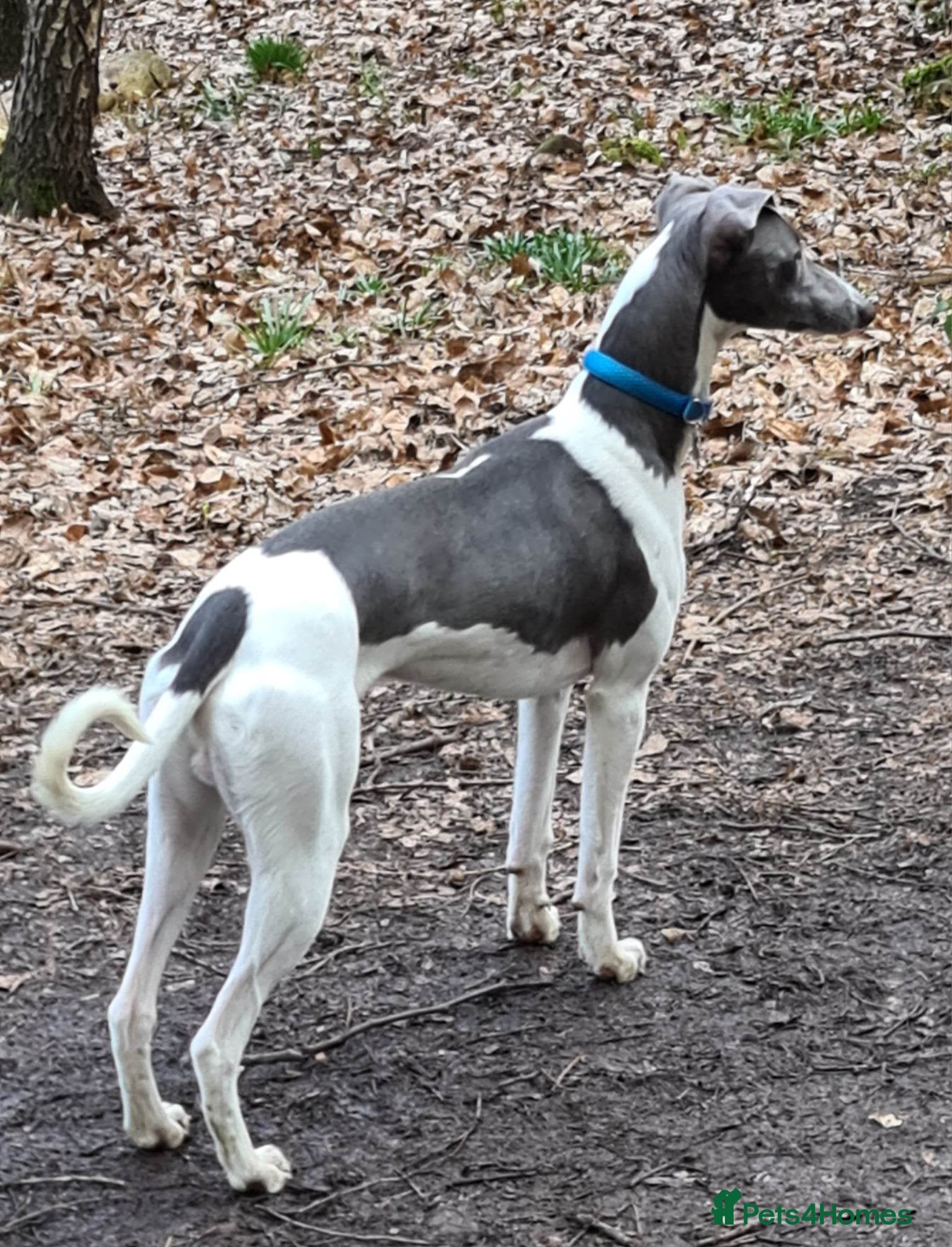 Whippet dogs Proven whippet for stud in Wakefield - Advert 4