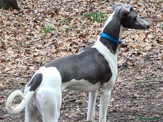 Whippet dogs Proven whippet for stud in Wakefield - Advert 10