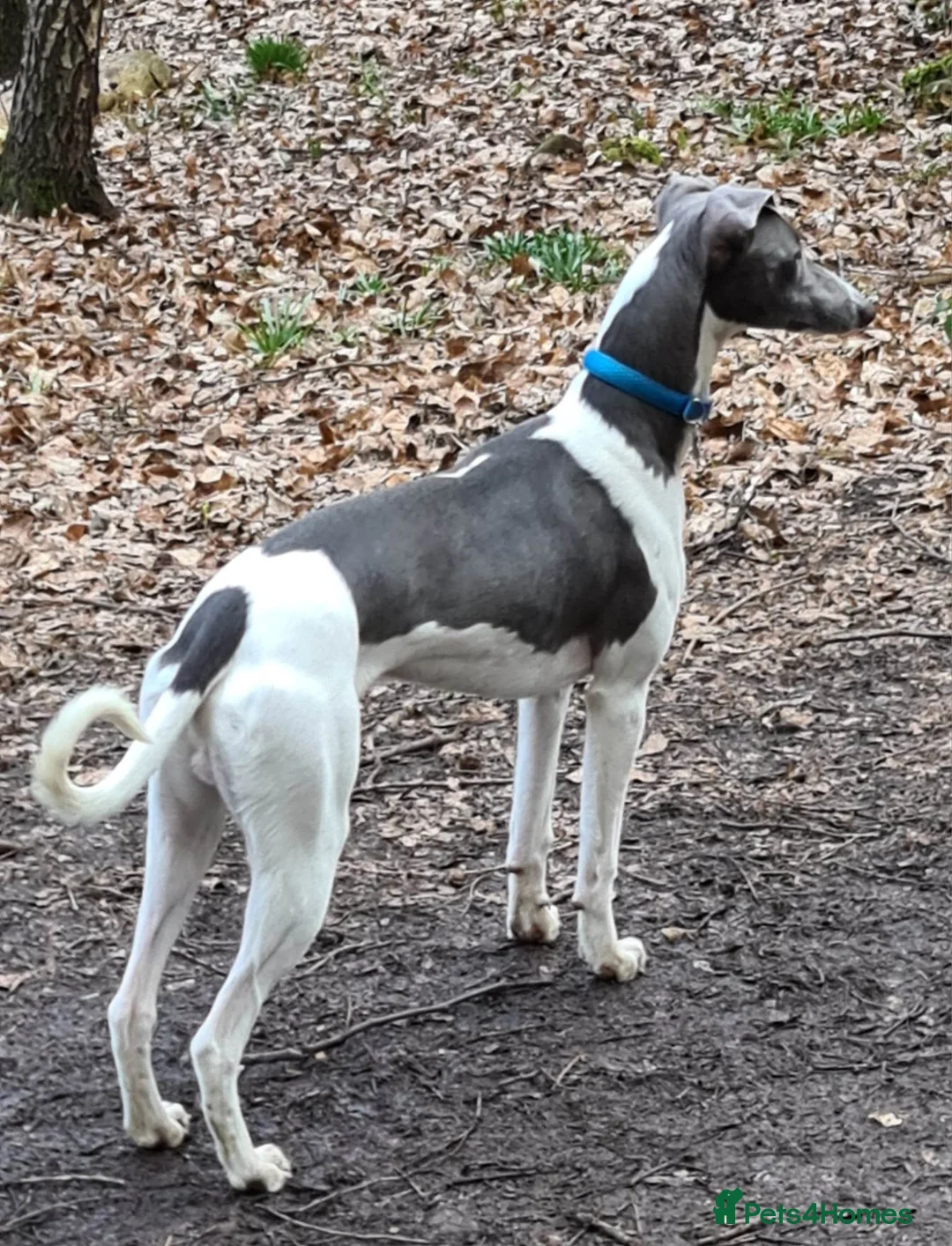 Whippet dogs for stud: Proven whippet for stud in Wakefield - Advert 1