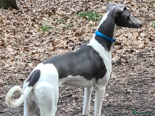 Whippet dogs Proven whippet for stud in Wakefield - Advert 7