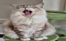 Ragdoll cats for sale: Exceptional bloodlines Ragdolls 💞💞 - Image 24