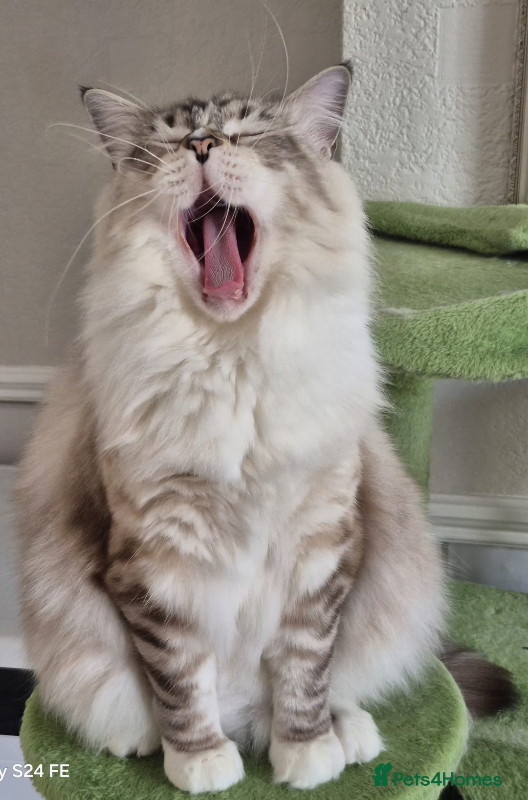 Ragdoll cats for sale: Exceptional bloodlines Ragdolls 💞💞 - Image 24