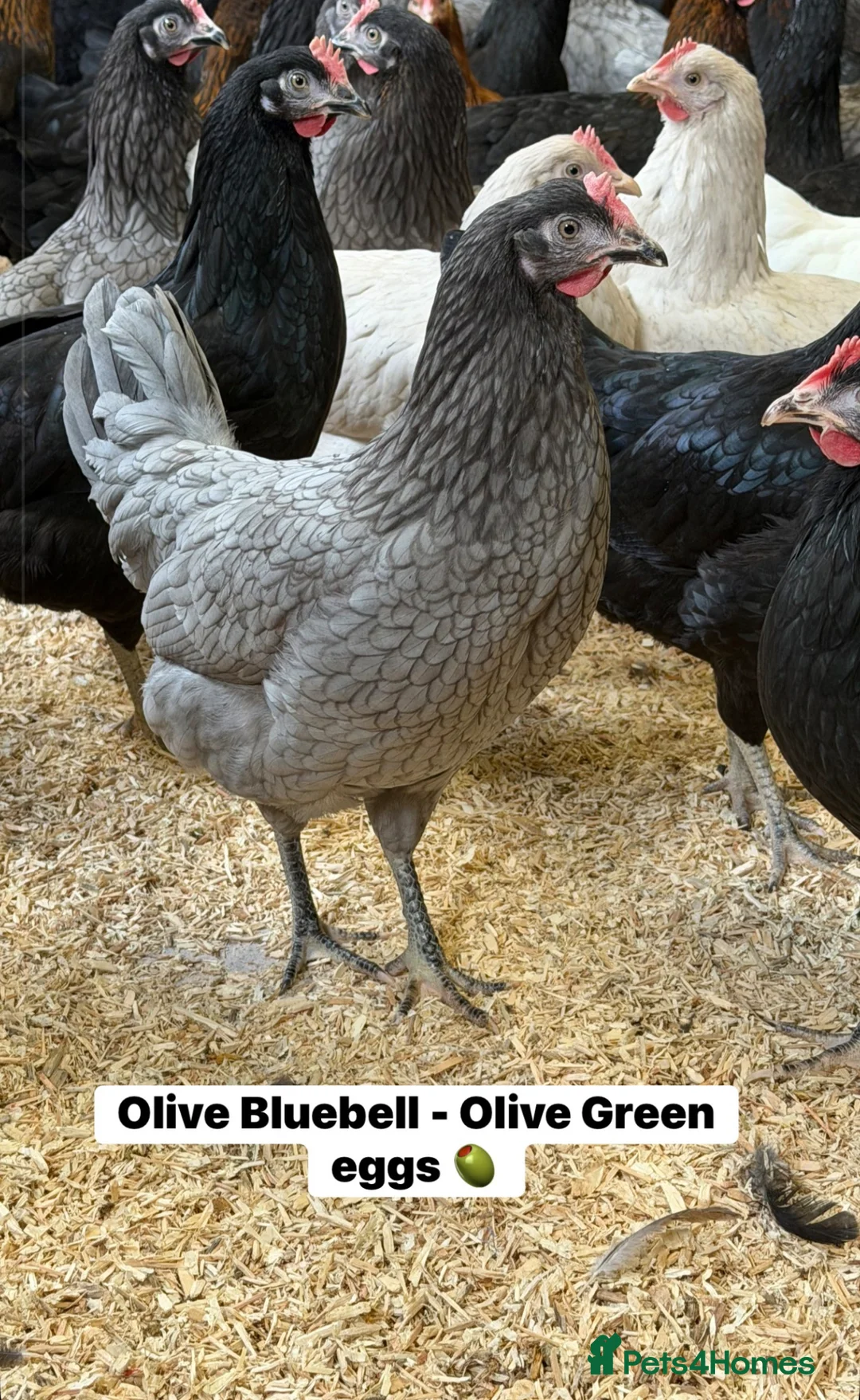 Chickens poultry for sale: Rainbow egg layers at point of lay  - Advert 2