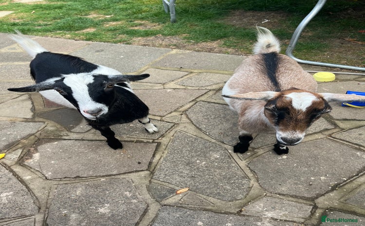 Goats livestock - Advert 1