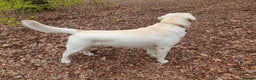 Labrador Retriever dogs for stud: Stunning Labrador, Champion Lines, Discounted Fee in Huddersfield - Advert 23