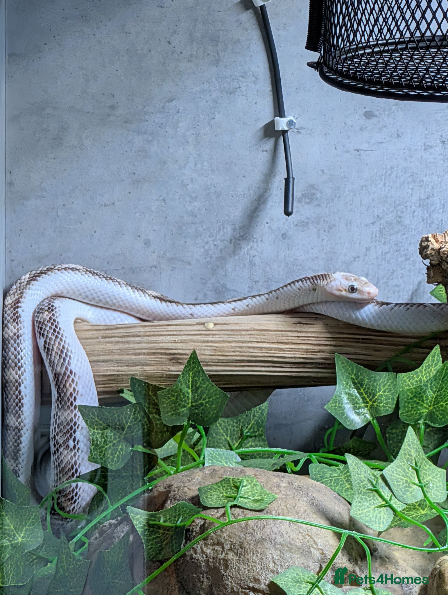 Snake reptiles Female black rat snake white sided - Advert 4