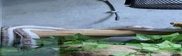 Snake reptiles for sale: Female black rat snake white sided - Advert 1