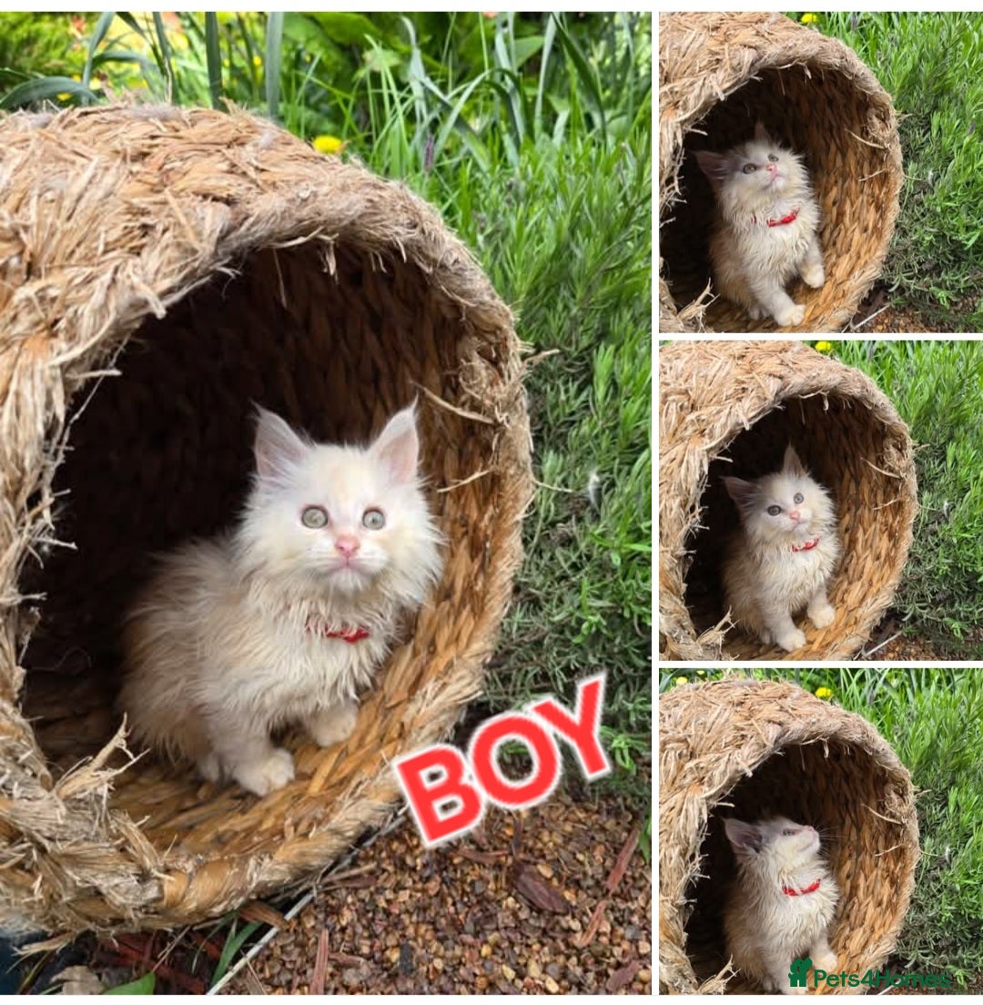 Maine Coon cats Tica Maine Coon kittens  - Advert 1