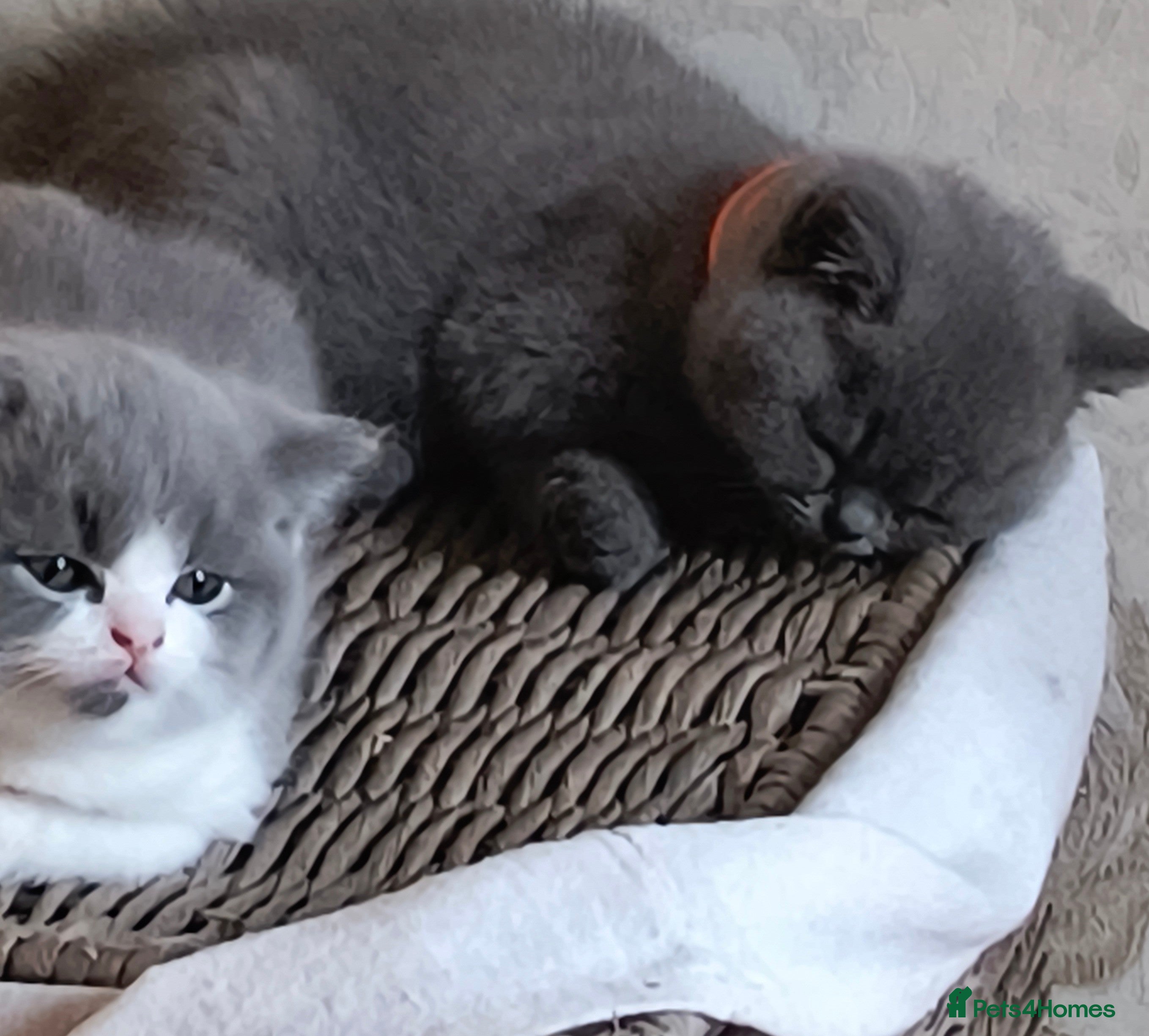 British Shorthair cats Bicolour Male &Blue female Vs Champion lines.  - Advert 2