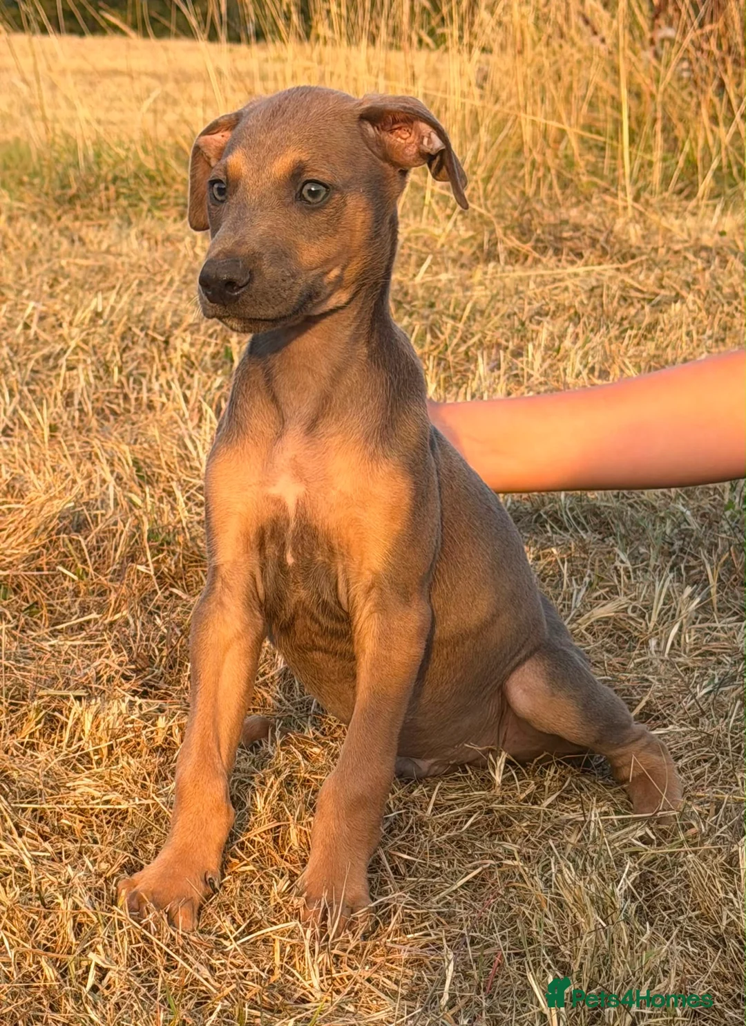 Lurcher dogs for sale: Stunning Lurchers  - Advert 24