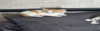 British Longhair 1