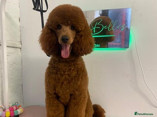 Miniature Poodle dogs in Stansted - Advert 3