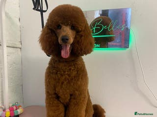 Miniature Poodle dogs Miniature Poodle Stud in Stansted - Advert 14