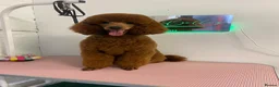 Miniature Poodle dogs for stud: Miniature Poodle Stud in Stansted - Advert 1